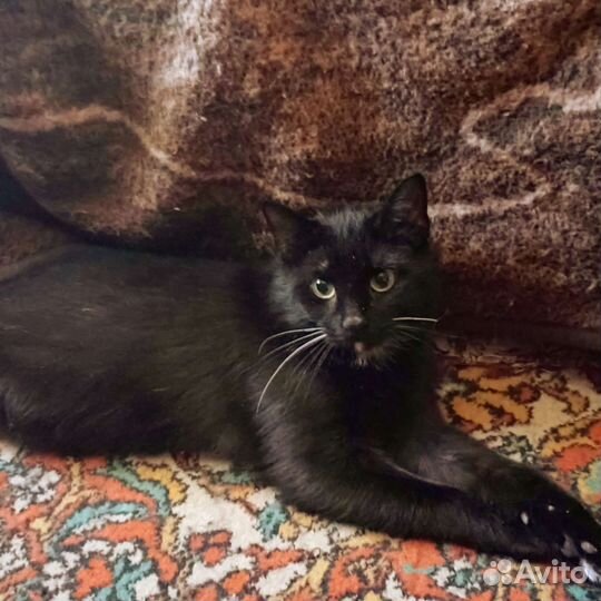 Маркиз 1 годик