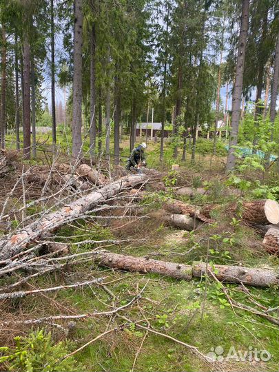 Дрова бесплатно