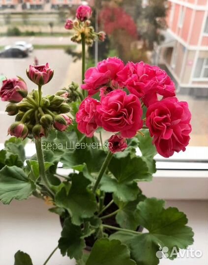 Пеларгония герань