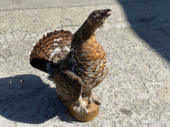 Самка глухаря чучело