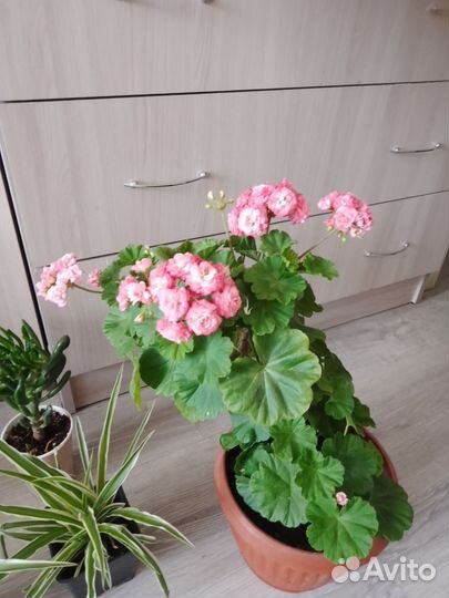Комнатные растения цветы