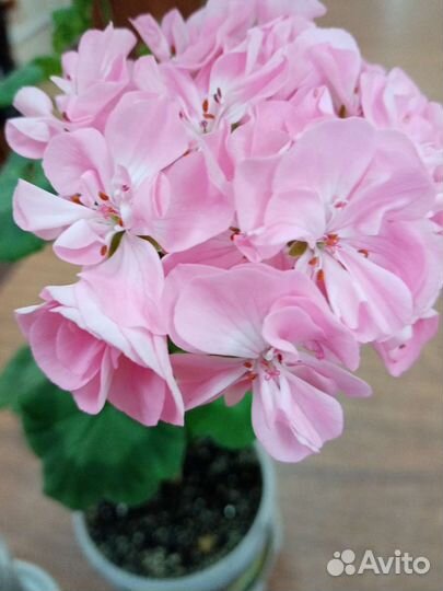 Пеларгония бедно-розового цвета махровая