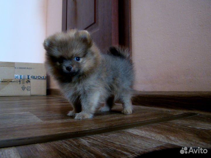 Шпиц мальчик красавчик