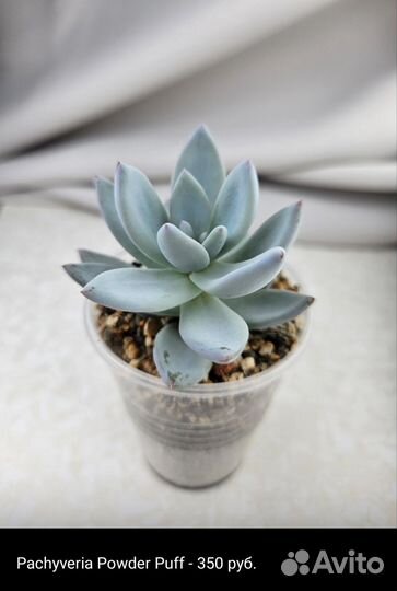 Суккуленты