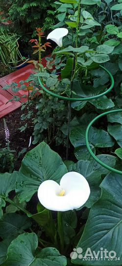 Калла белая, деленка