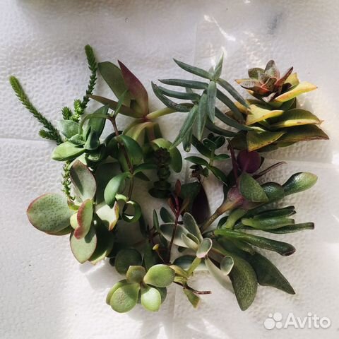 Суккуленты набор
