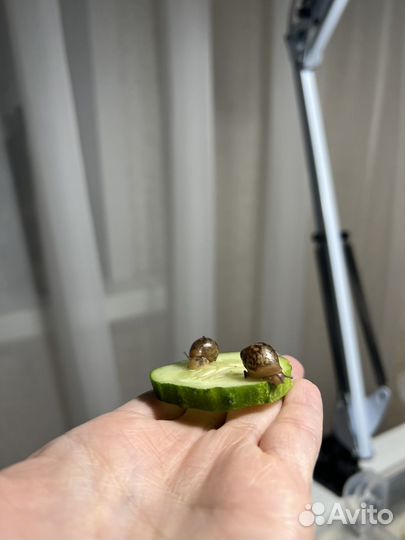 Улитка ахатина