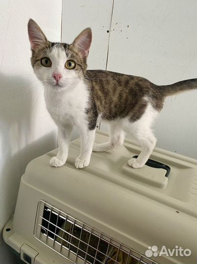 Кошка 11 мес