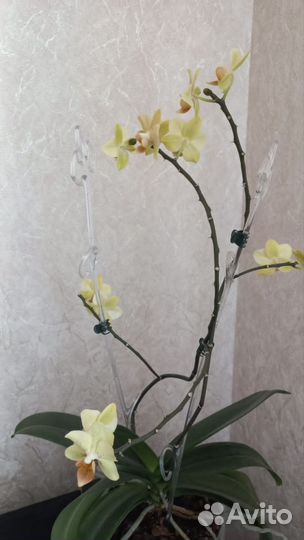 Орхидея фаленопсис