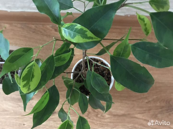 Фикусы Кратеролистный и Регидан