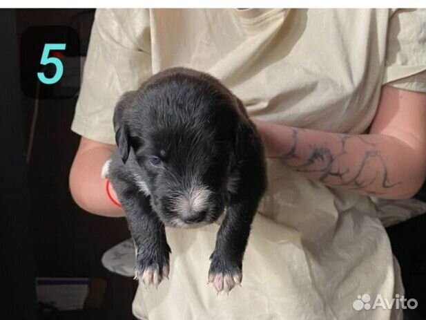 Щенки помесь