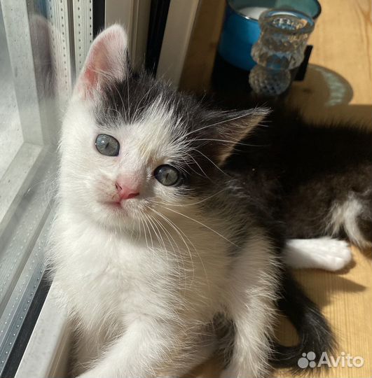 Котята ищут хозяев, отдаем в добрые руки