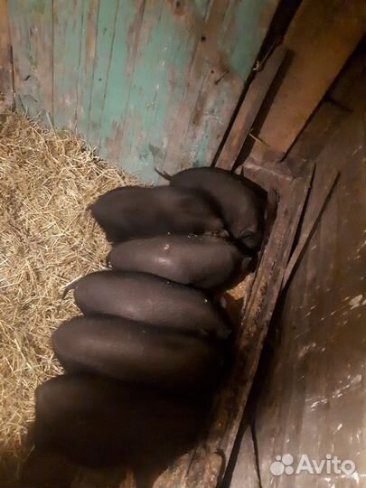 Вьетнамские вислобрюхие поросята