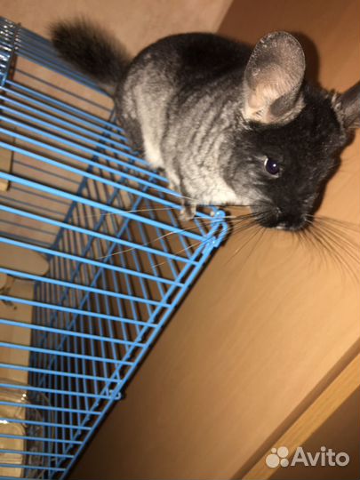 Передержка собак и других животных