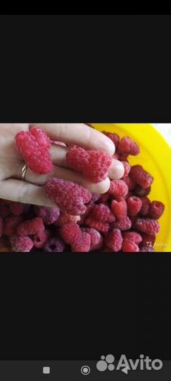 Малина Гордость России