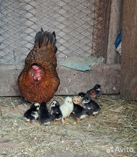 Цыплята