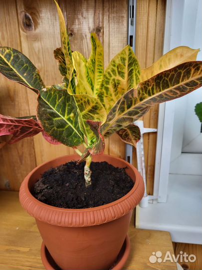 Кодиеум кротон Экселент
