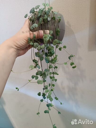 Циропегия Вуда Вариегатная и простая