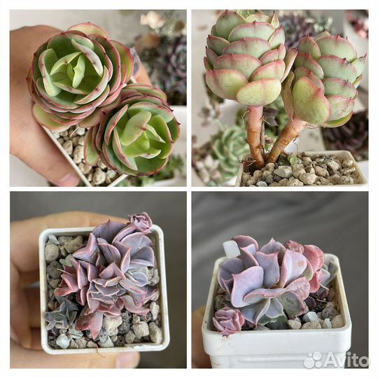 Суккуленты. Эхеверия. Распродаю коллекцию