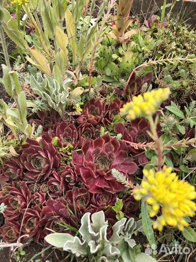 Молодило каменная роза