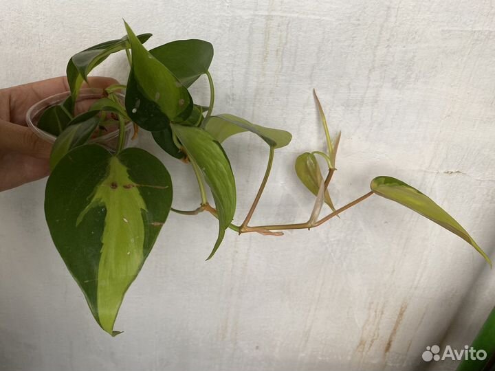Филодендроны разные