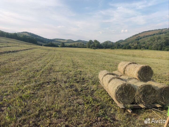 Сено в тюках, рулонах