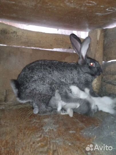 Кролики на племя