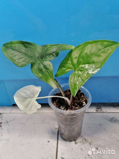 Сингониумы