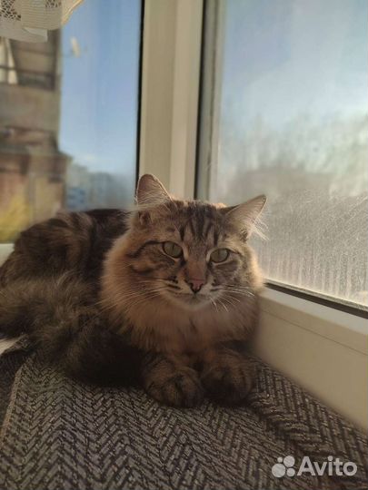 Кошка в дар бесплатно
