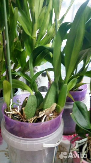 Орхидеи продажа