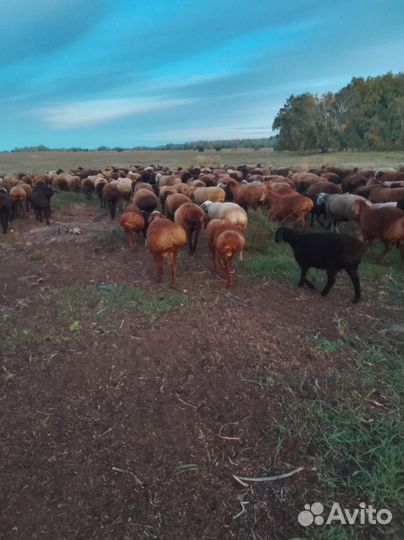 Продам курдючных баранов на племя