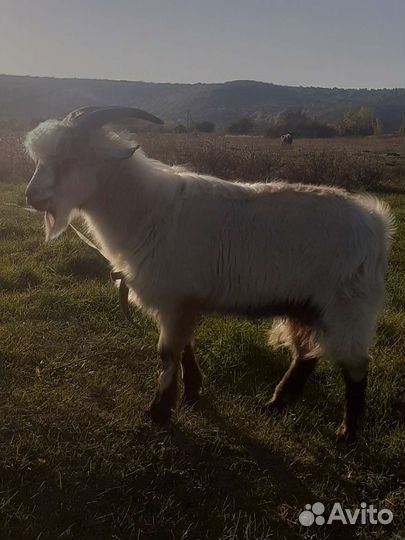Козел альпийский