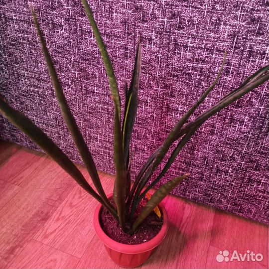 Сансевьерии 2