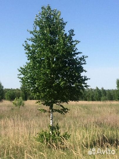 Береза пушистая Высота от 300см