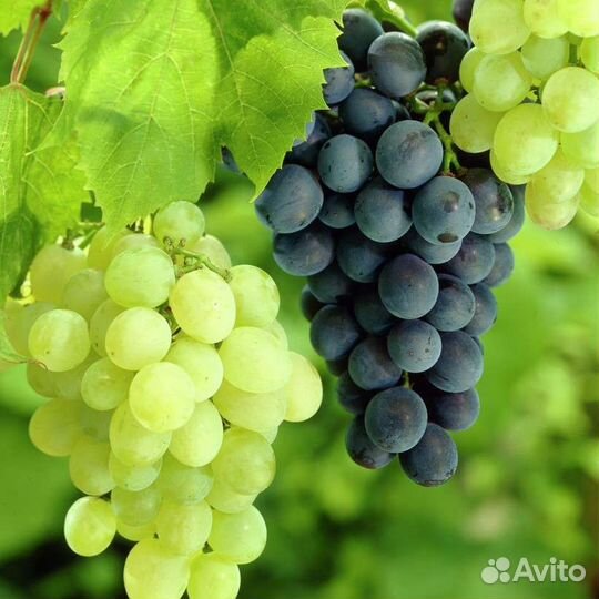 Виноград