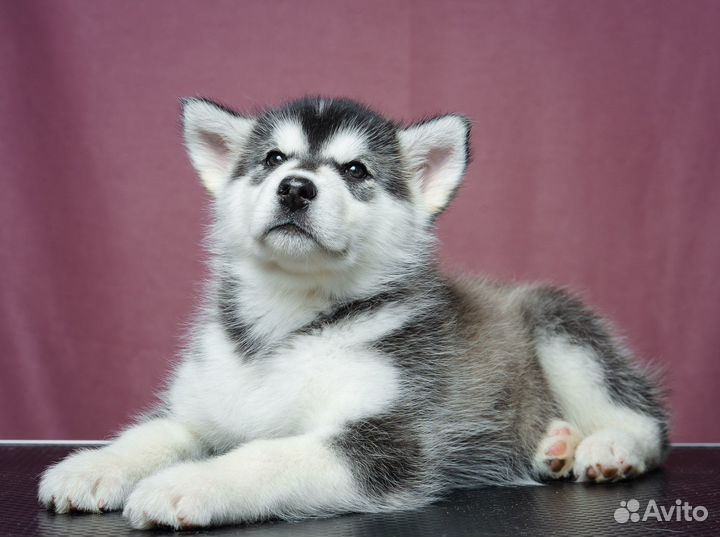 Аляскинский маламут