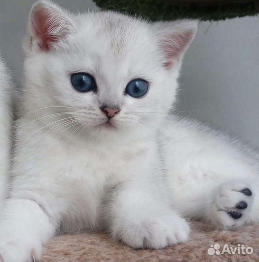 Британская шиншилла