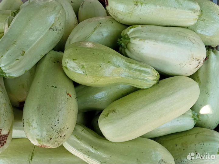 Тыква, Кабачк