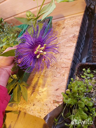 Пассифлора (Маракуйя)