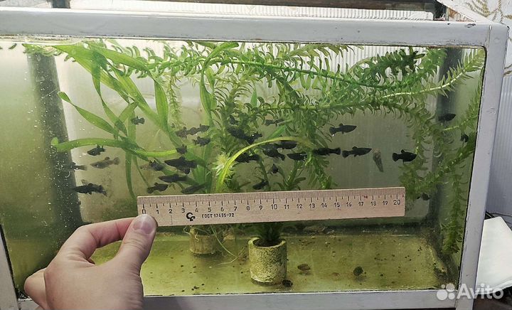 Рыбки моллинезия черная