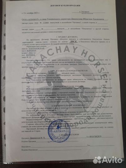 Продажа лошадей