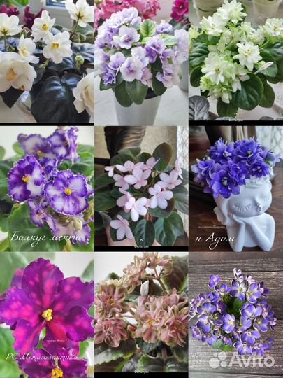 Сортовые фиалки