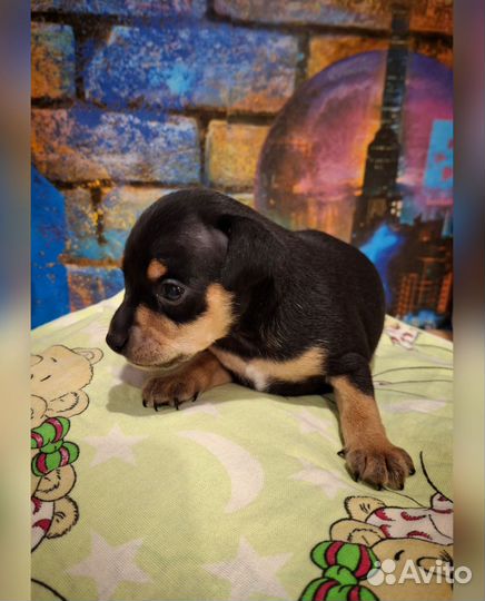 Той-терьер щенки