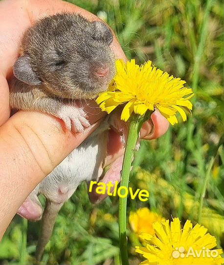 Крысята дамбо малыши на июль