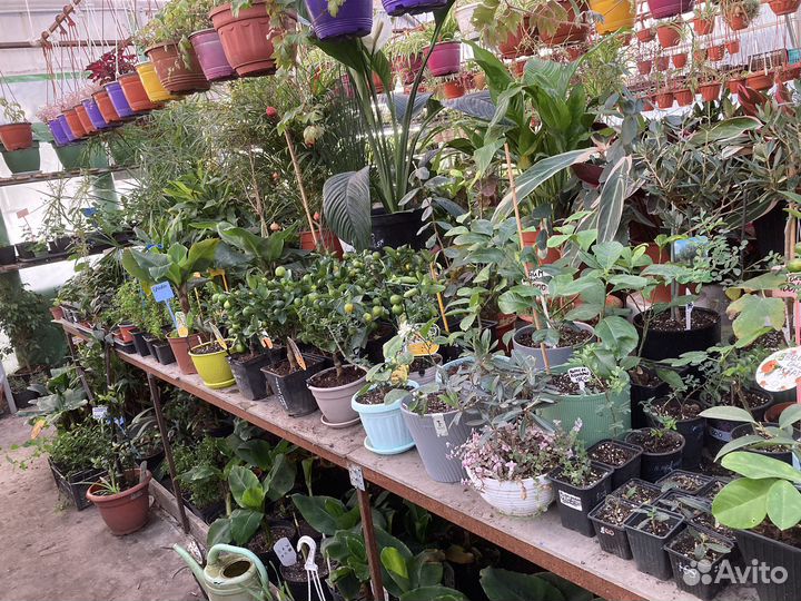 Мирт, Миртовое дерево