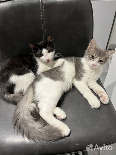 Котята в добрые руки бесплатно