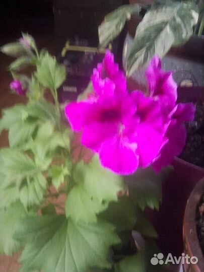 Комнатные растения цветы