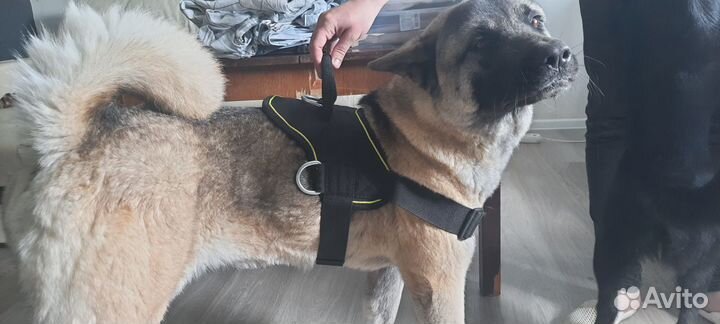 Шлейка для большой собаки