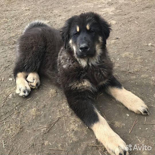Щенки Банхара