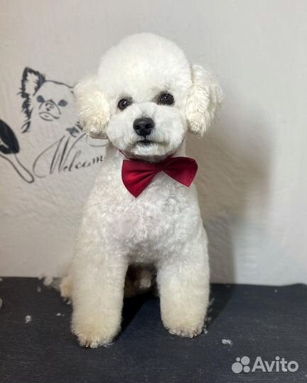 Груминг собак, грумер, стрижка собак